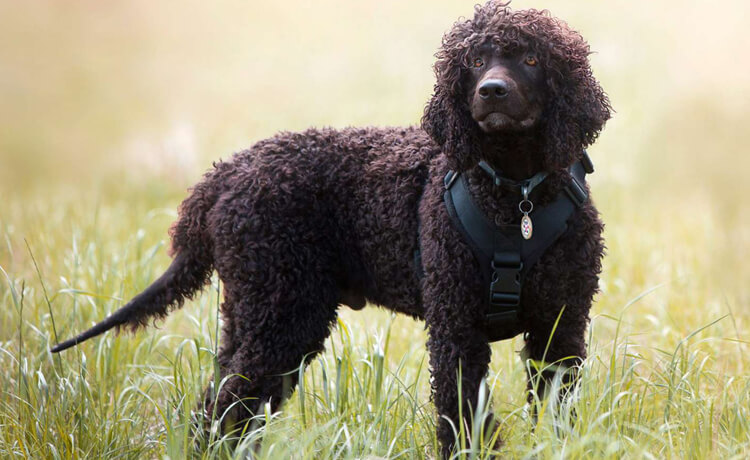  Irish Water Spaniel